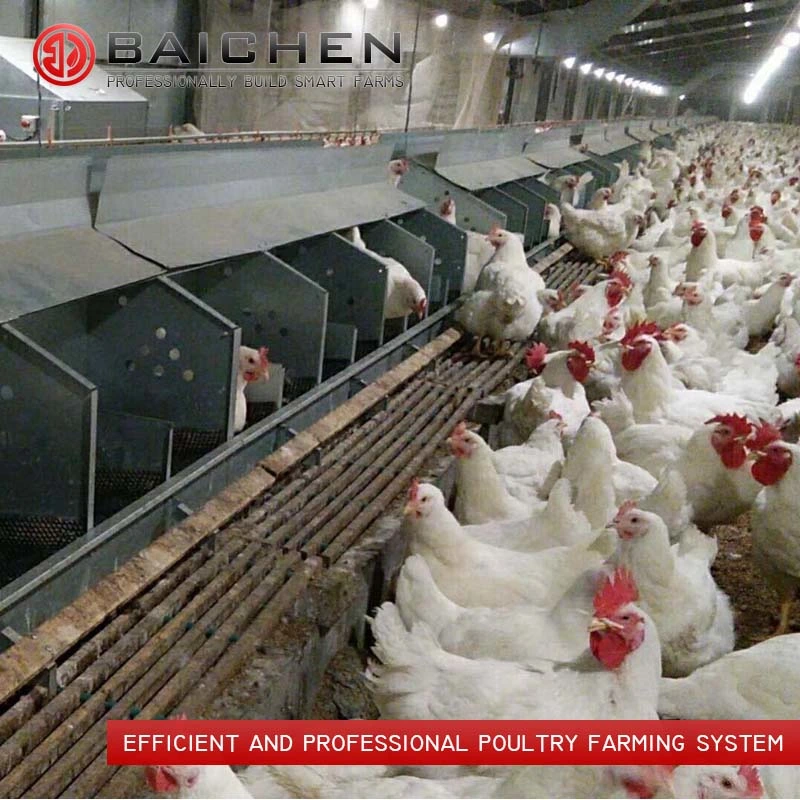 Auto Pan Feeder Poultry Farm Floor Raising System for Breeder