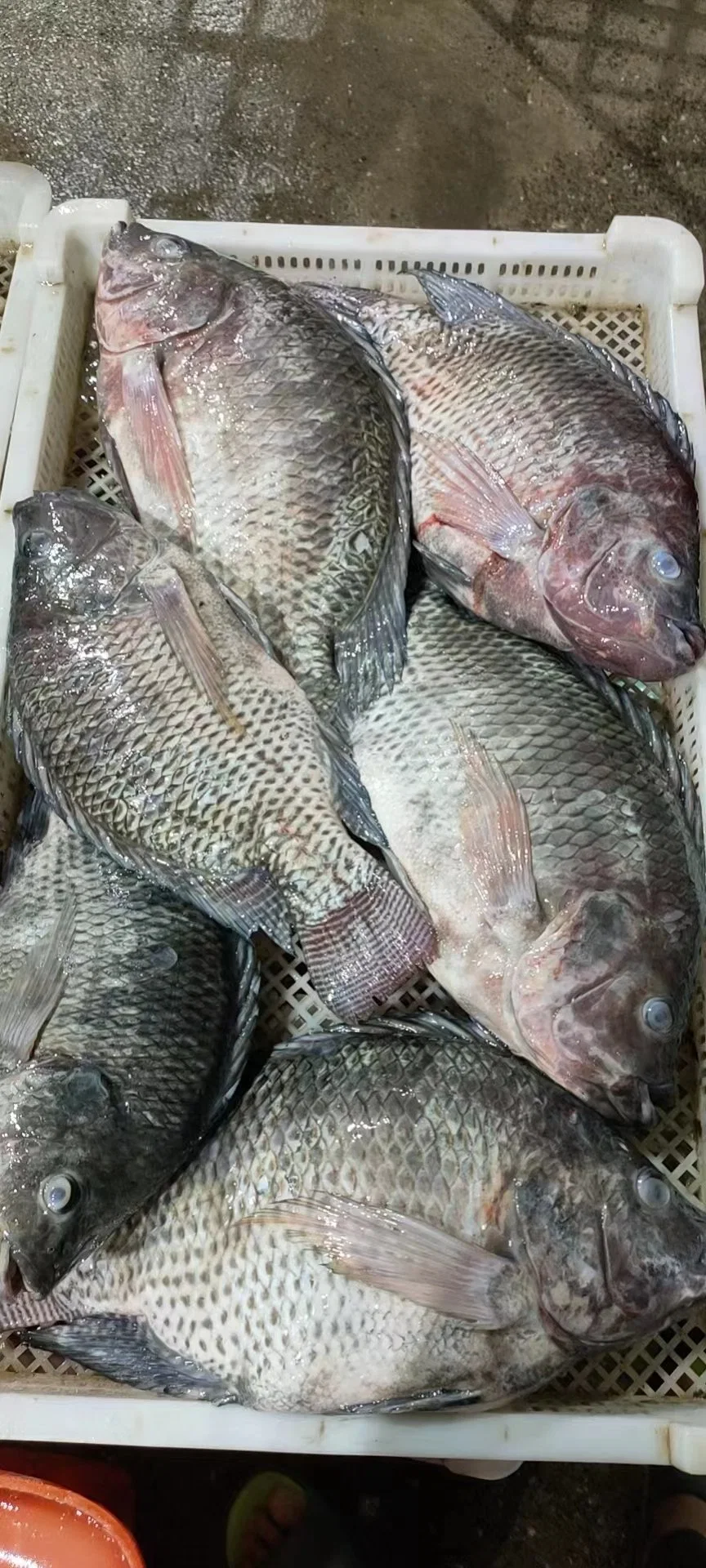 Pescado congelado entero redondo Negro Tilapia GS Oreochromis niloticus