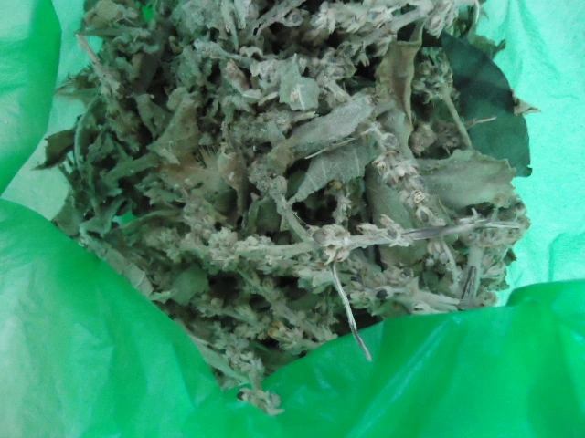 Fleurs séchées naturelles médecine chinoise de l'herbe Mullein feuilles fournisseurs