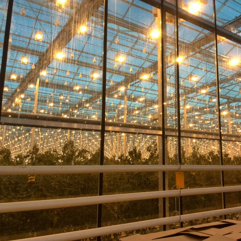 Agriculture serres en polycarbonate avec système d'irrigation chauffage pour légumes Fruits fleurs laitue au poivre