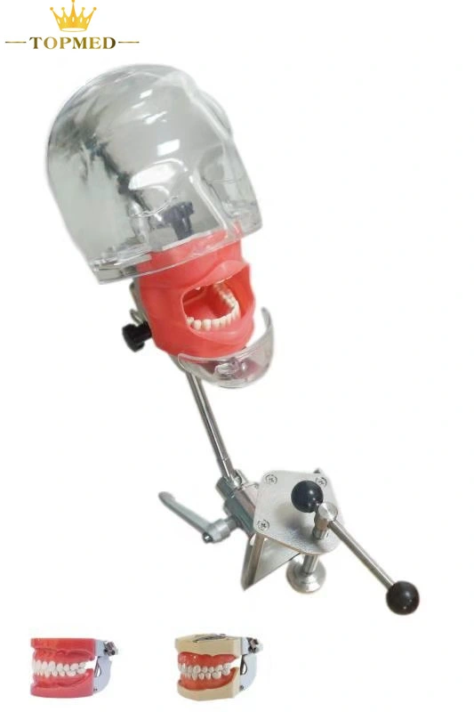 Dental Products for Dental School Training Training Simulator Dental Phantom Head