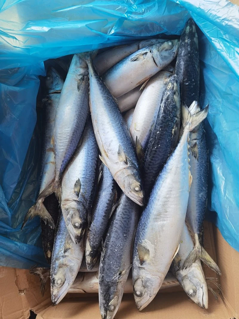 Pescado helado de japonicus de la Mackerel del Pacífico