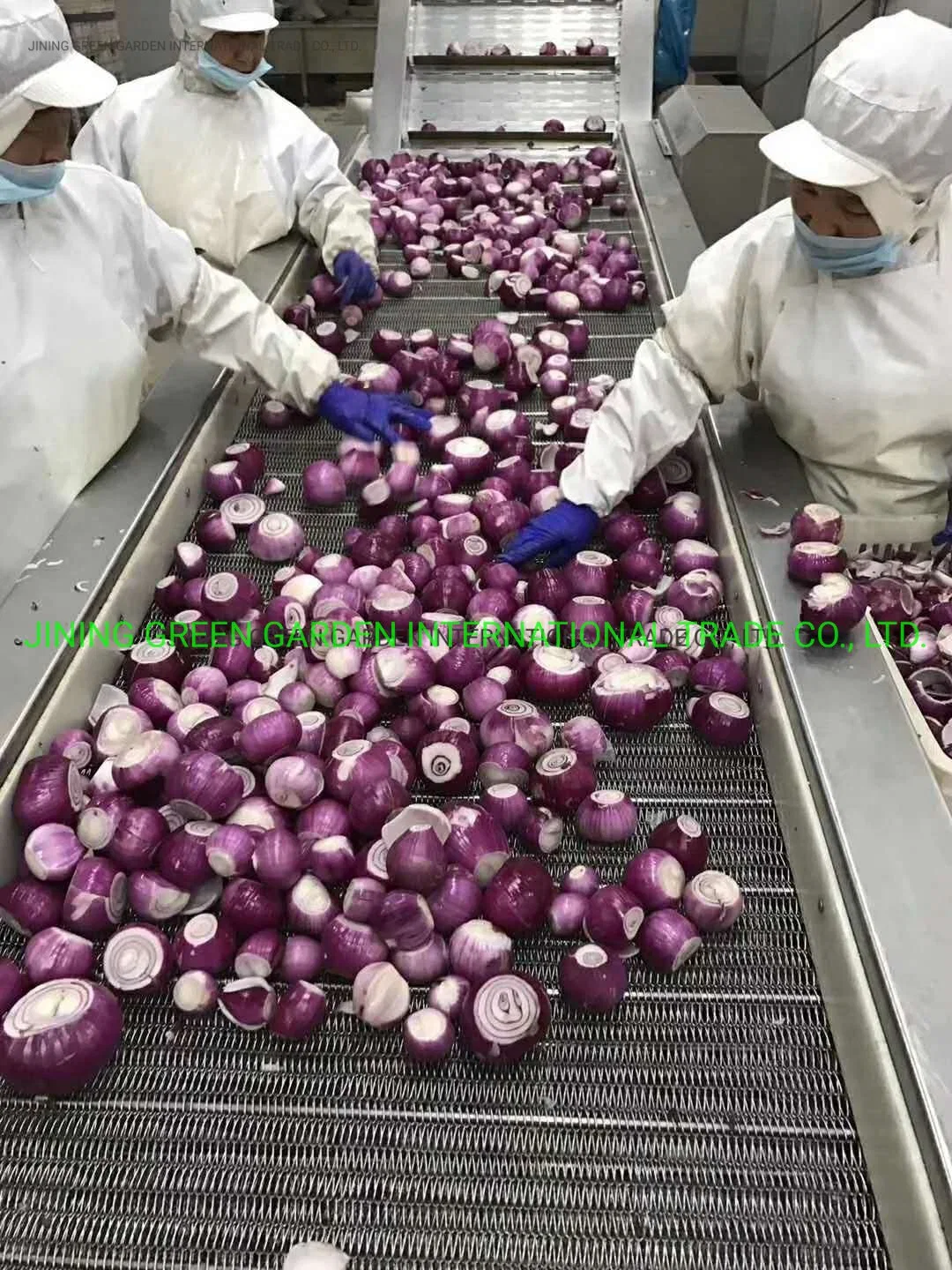 Fresh Red Onion China Origin Top Quality Good Price Free Sample Rich Nutrition