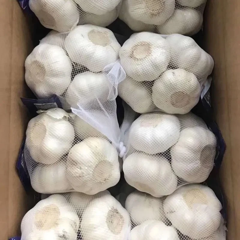 China New Crop Fresh Pure White Garlic em Venda