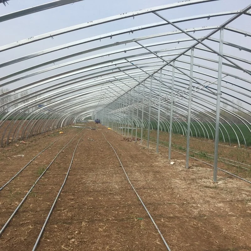 Low Cost Single Span Film Plastic Tunnel Greenhouse Agriculture Used for Growing Tomato