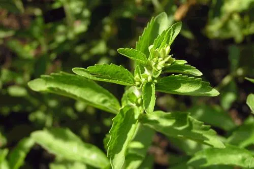 E960A Stevia producidos a partir de la Stevia Rebaudiana Bertoni buena solubilidad