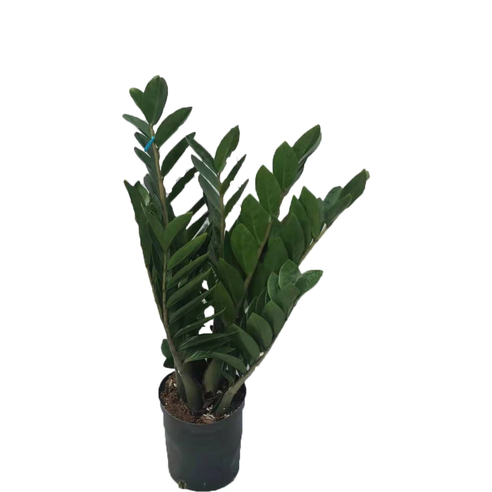 210#Zamioculcas Zamiifolia Araceae Zz Plant Flower Gardening Live Plant