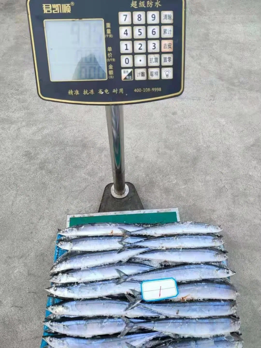 All Size Good Quality Seafood Bqf Fresh Fish Frozen Pacific Saury