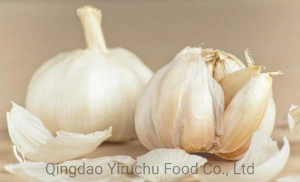 China Fresh Normal White Garlic