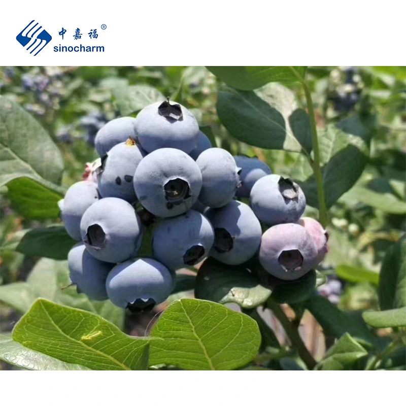 Sinocharm HACCP Manufacture Wholesale/Supplier Price 500g Blueberry Frozen