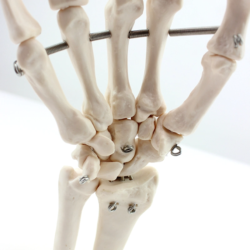 High quality/High cost performance Medical Teaching Models Bone Color Human Teaching Skeleton Model of Hand Bone