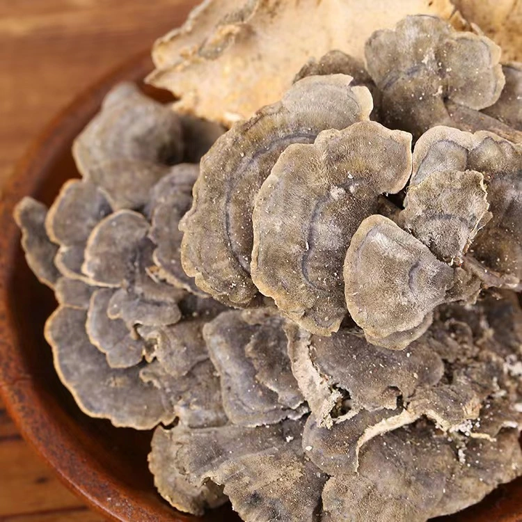 High quality/High cost performance  Affordable Mushrooms Product Dried Coriolus Mushroom in Bulk