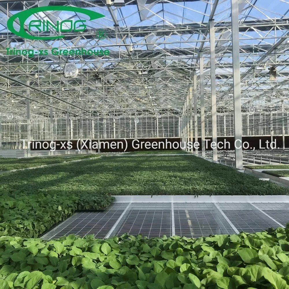 China Large Multi-span Commercial Galvanized Steel Pipe Structure Glass Greenhouse with Indoor Hydroponic System