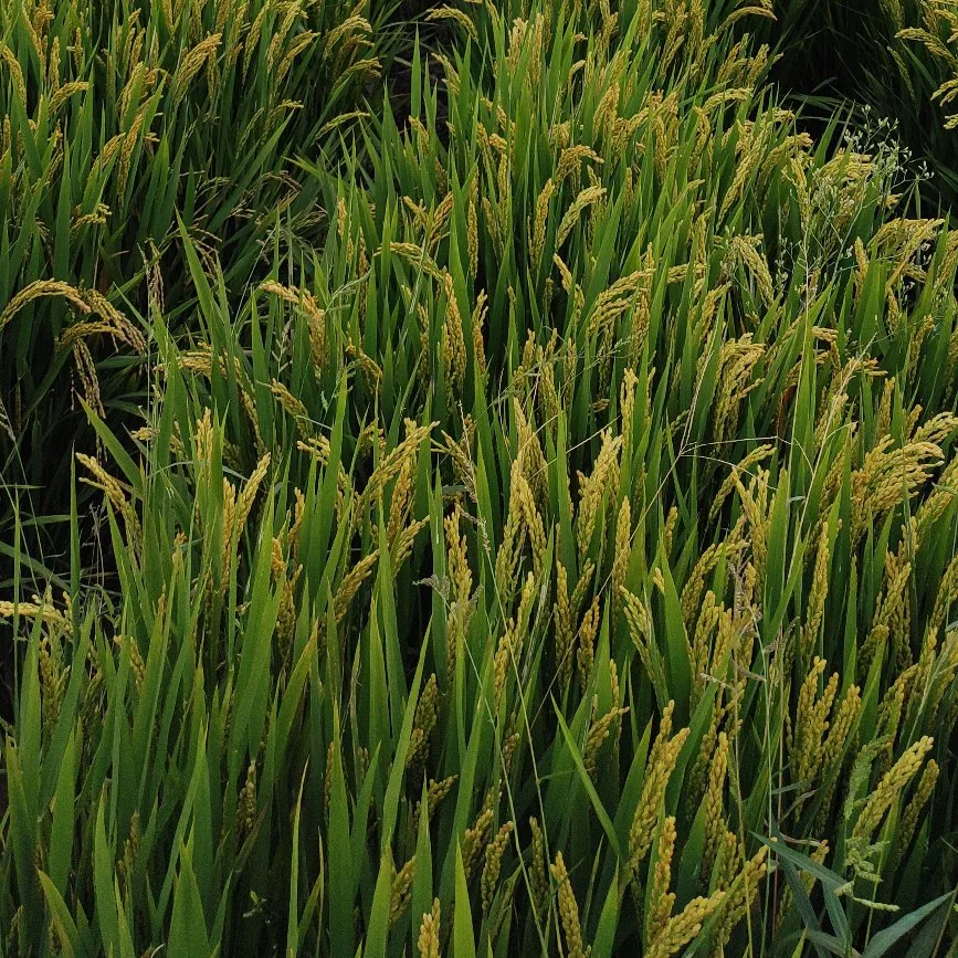 Los campos de arroz weedicide Bispyribac-Sodium (100g/L de SC, 10%OD)