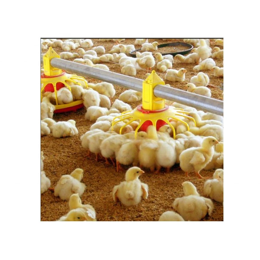 Équipement de poulet ensemble complet de haute qualité pour les poulets de chair ferme avicole automatique