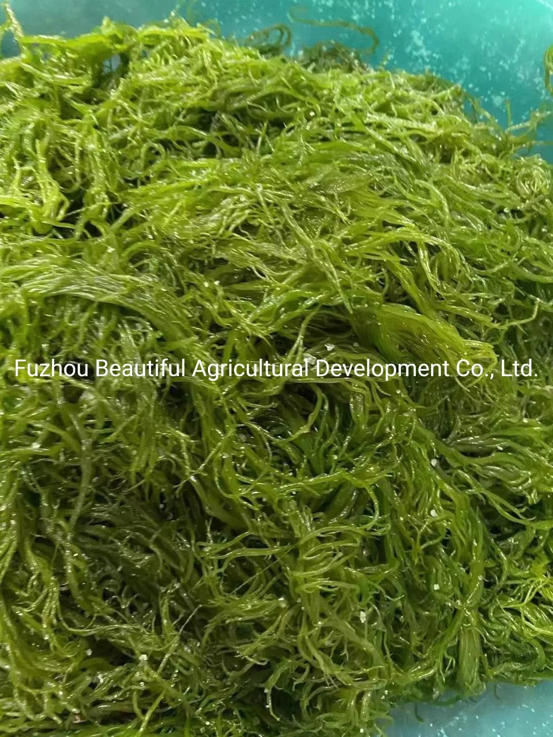 High quality/High cost performance  Red Gracilaria Seaweed