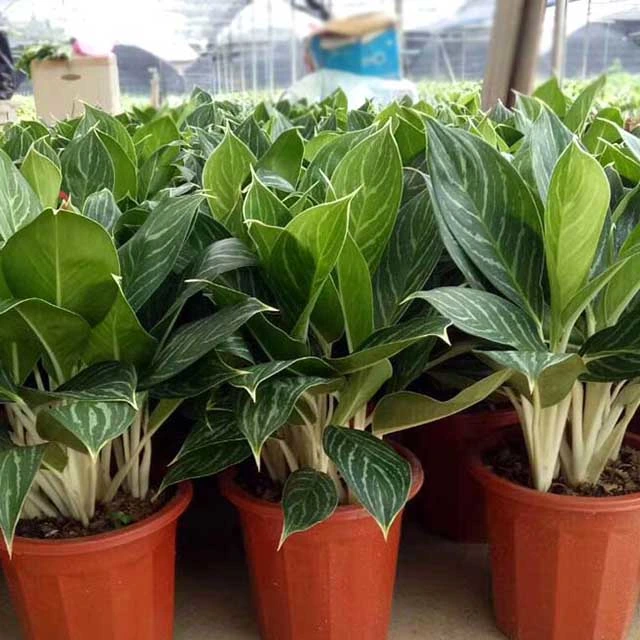 Aglaonema Commutatum Pseudo-Bracteatum White Rajah