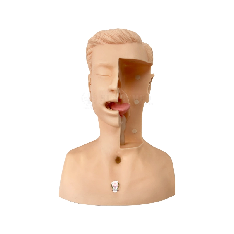 Sy-N056 Medical Suction Catheter Skill Training Model Manikin for Nurse Training