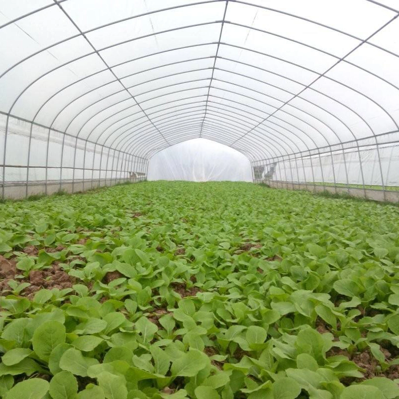 China Single-Span Poly Tunnel Greenhouses with Gi Steel Structure