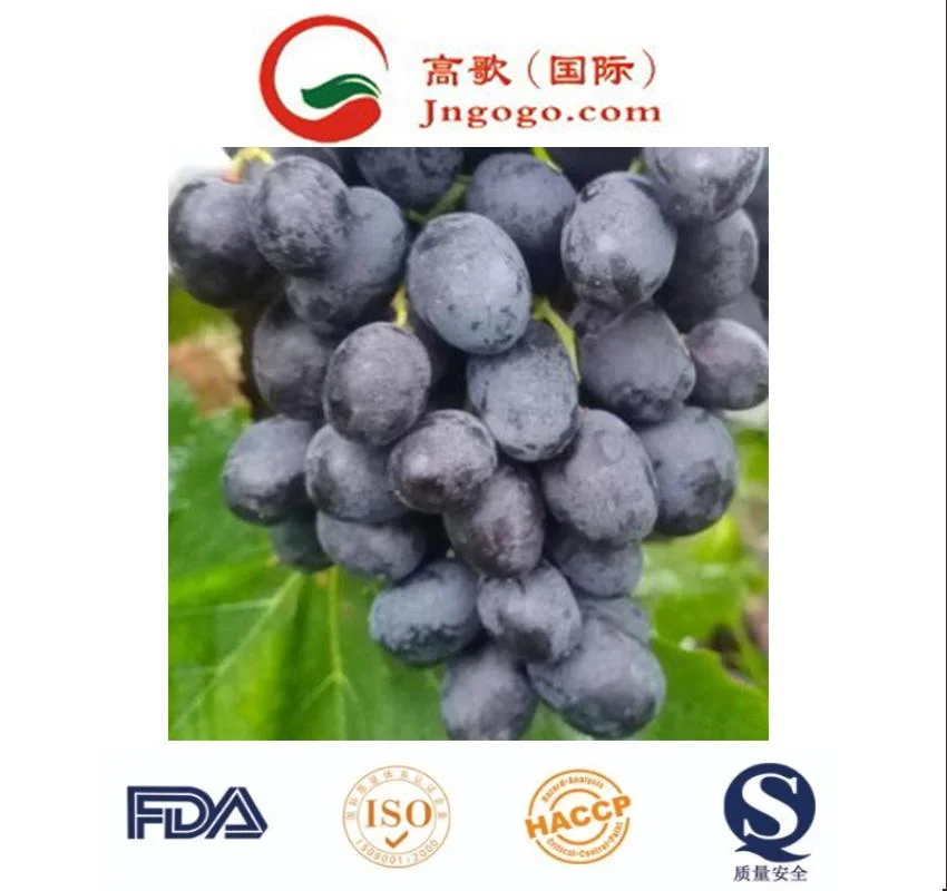 Wholesale/Supplier Price Fresh Sweet Honey Black Grape