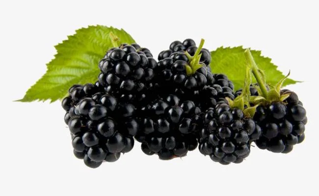 Food Grade Skin Care Mulberry Extract Anthocyanidins Supplement