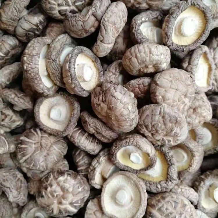 New Crop Dried Shiitake Mushroom Whole