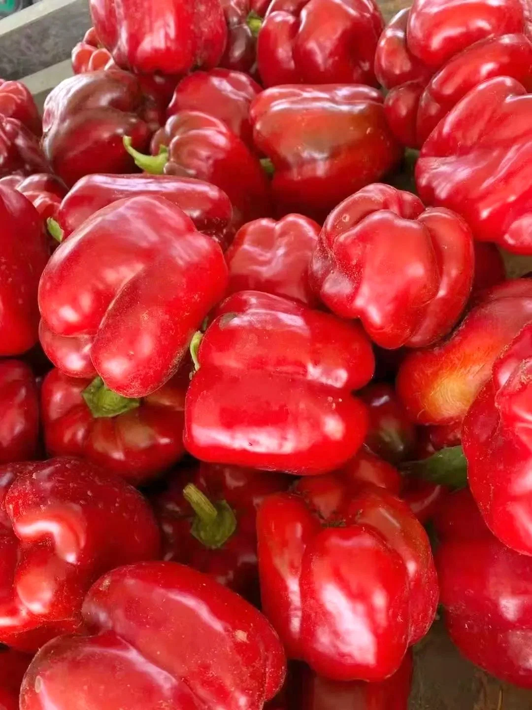 Jaune/ rouge/vert Poivre IQF in fresh Spicy savoureux pour la vente