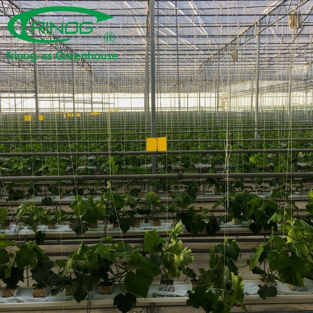 The Newest Multi-Span Galvanized Steel Pipe Structure Glass Greenhouse with Inner Shading System for Agriculture