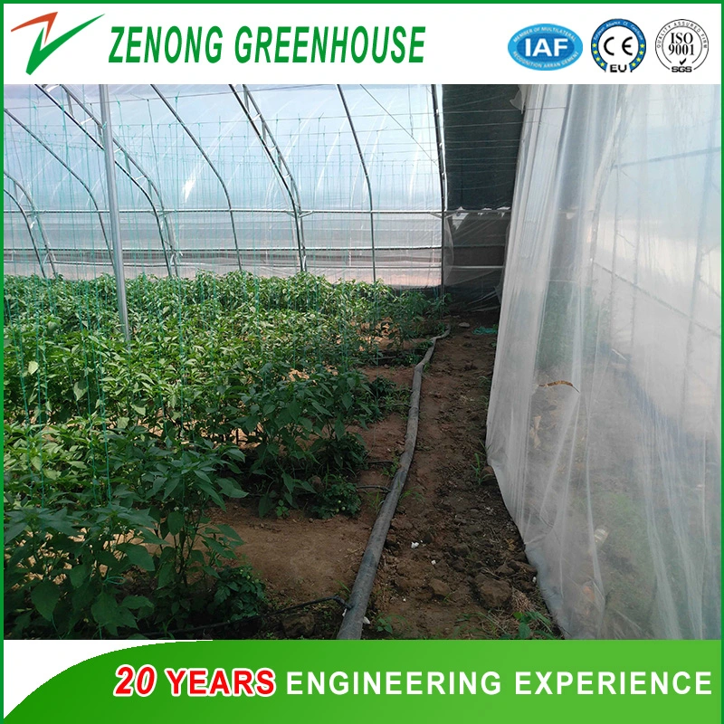 Prefabricated Low Cost Plastic Film Covered Sunlight Greenhouse for Tomato/Cucumber/Egg Plant