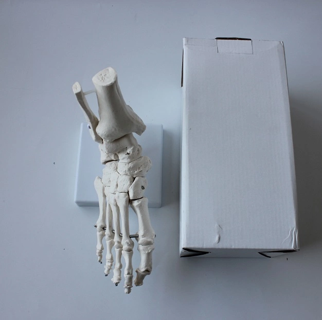 Medical Teaching Model Foot Bone Model Foot Model with Base