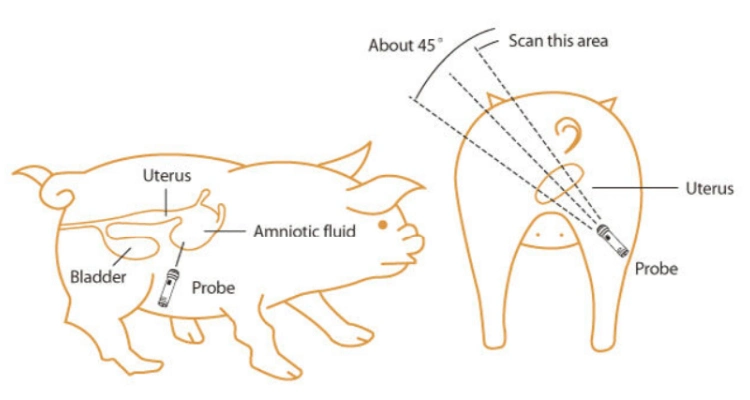 Canine Bovine Animal Goat instrument de test de grossesse pour le Goat de porc