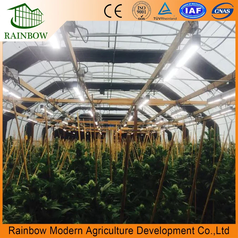 Single Span Tunnel Type Film Blackout Light Deprivation Greenhouse for Mushroom and Medical Plants with LED Grow Lights