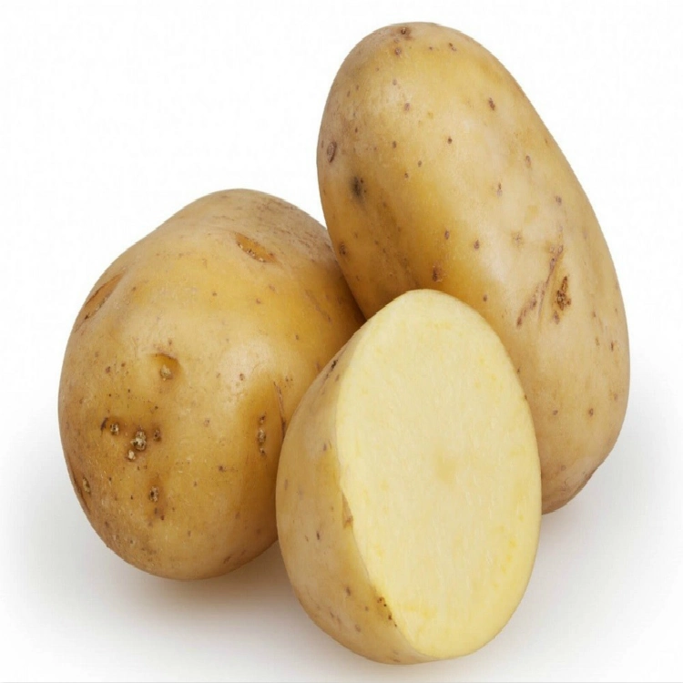 Venta de patata patata fresca de exportación con buena calidad