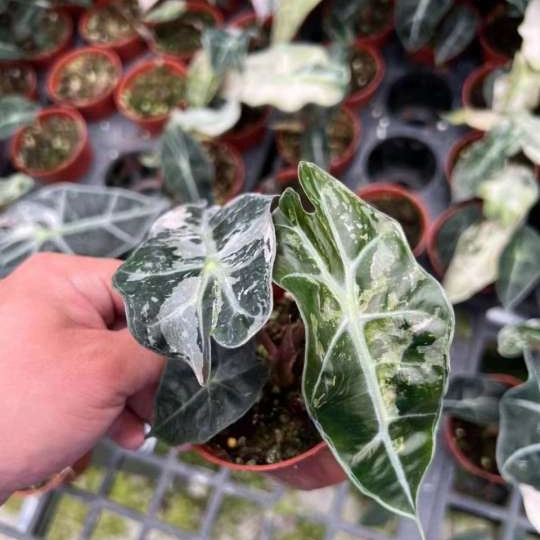 Alocasia Polly Plants Are Easy to Care for Clean Air for Health