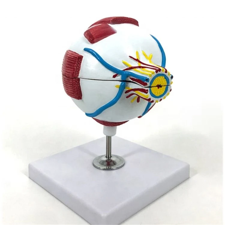 Classic Laboratory Display Enlarged Eyeball Model of PVC