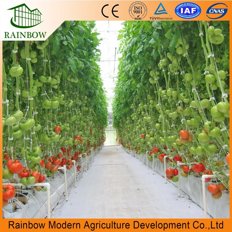 Estufa de túnel de película Poly de Multi Span da venda quente com hydroponic Sistemas crescentes