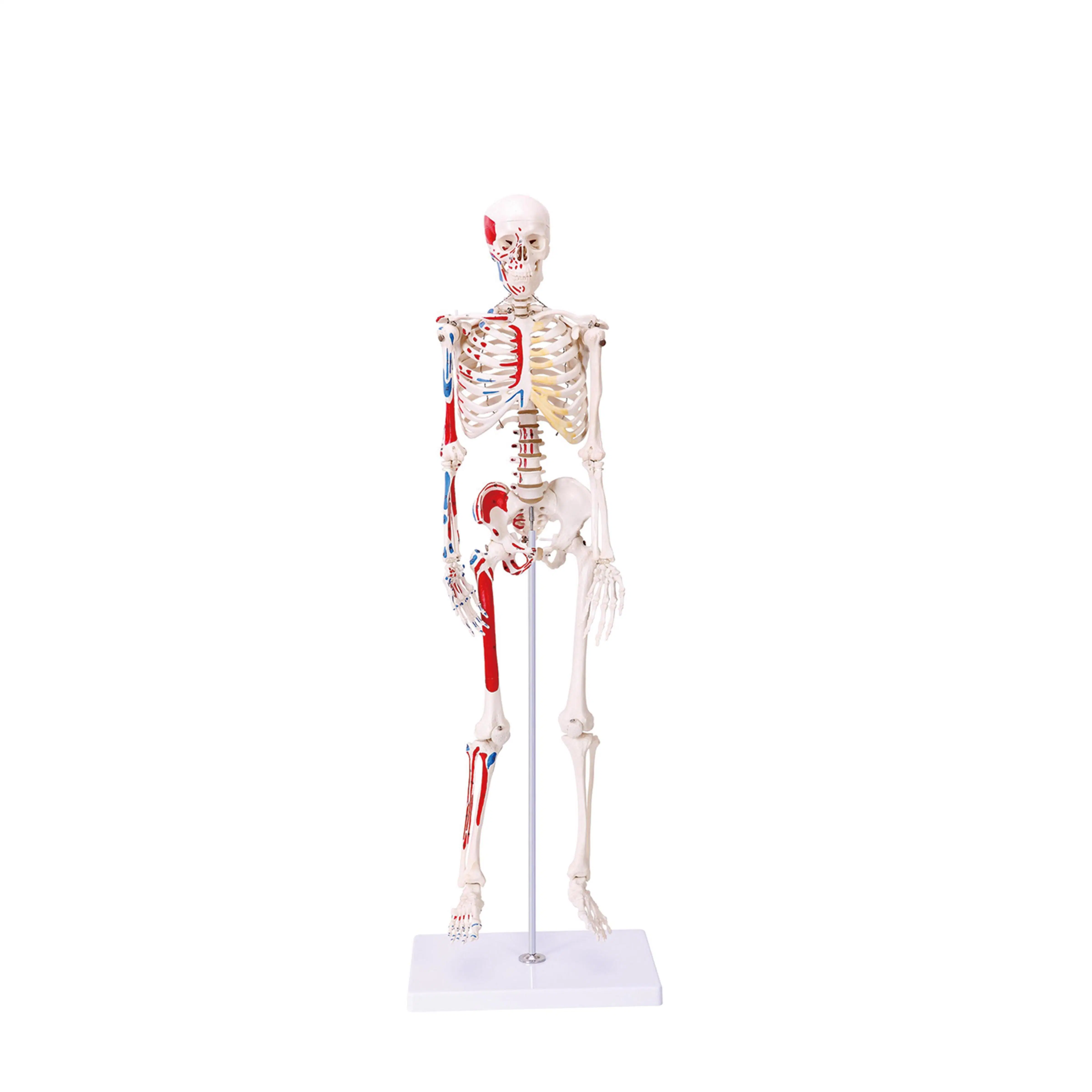 نماذج التدريس في المختبر نماذج هيكل عظمي عضلي بشرية بحجم 170 سم من PVC