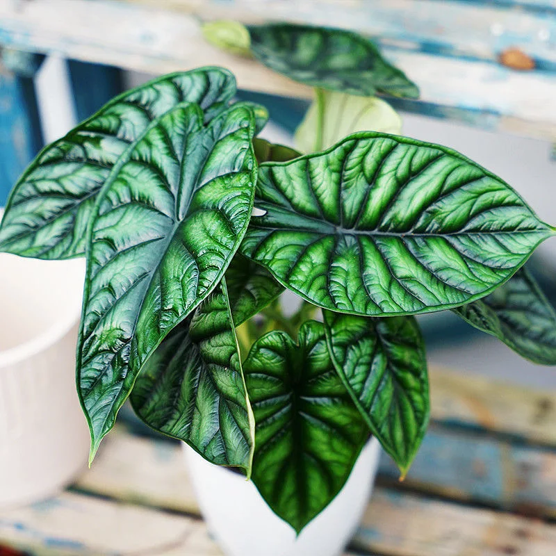 Alocasia Sinuata planta viva Bonsai Sala de estar dentro y fuera de oficina