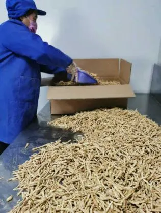 Ginseng Root Traditional China Herb