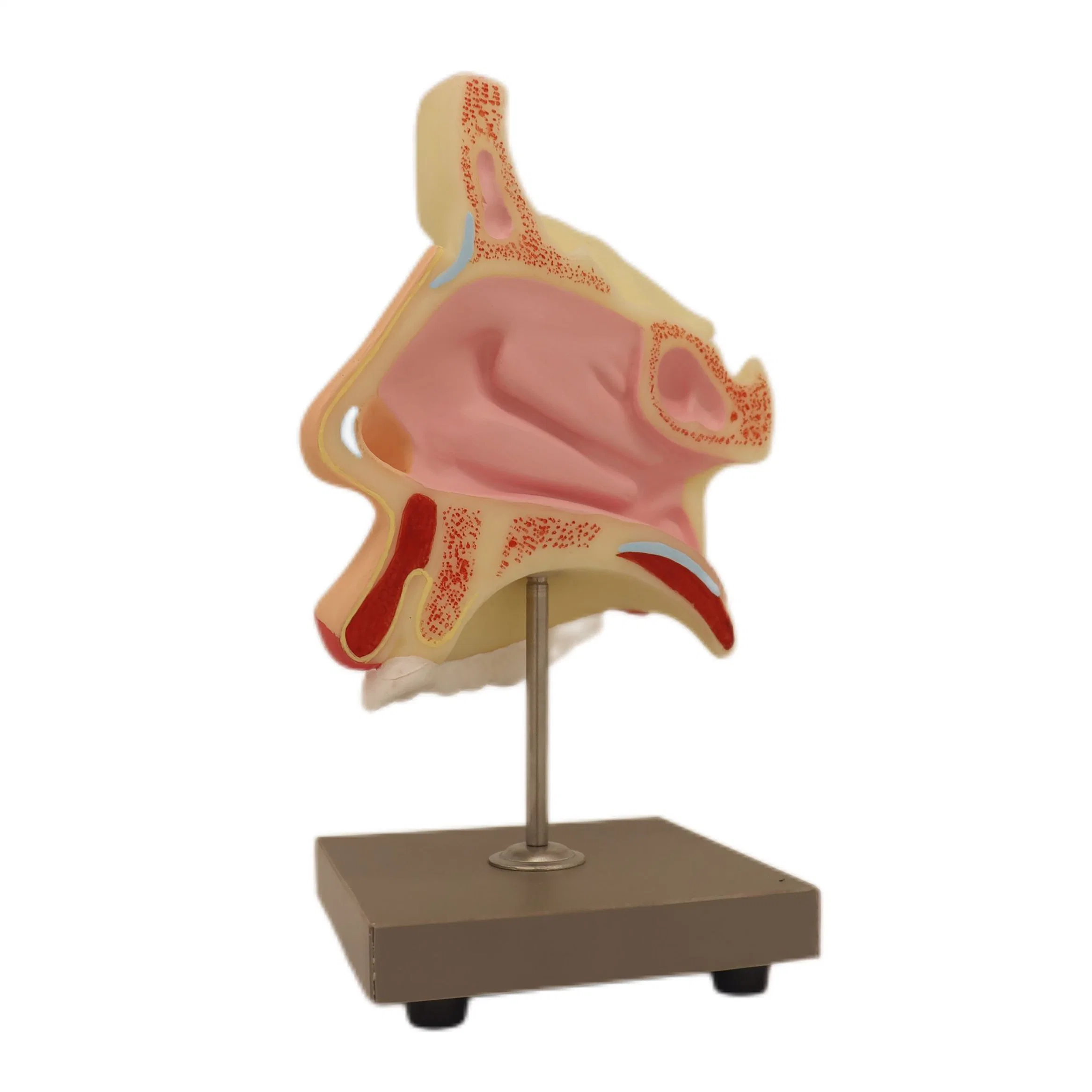 Modelos de ensino médico Cor óssea ensino humano modelo de esqueleto de Modelo de dissecção de expansão da cavidade nasal