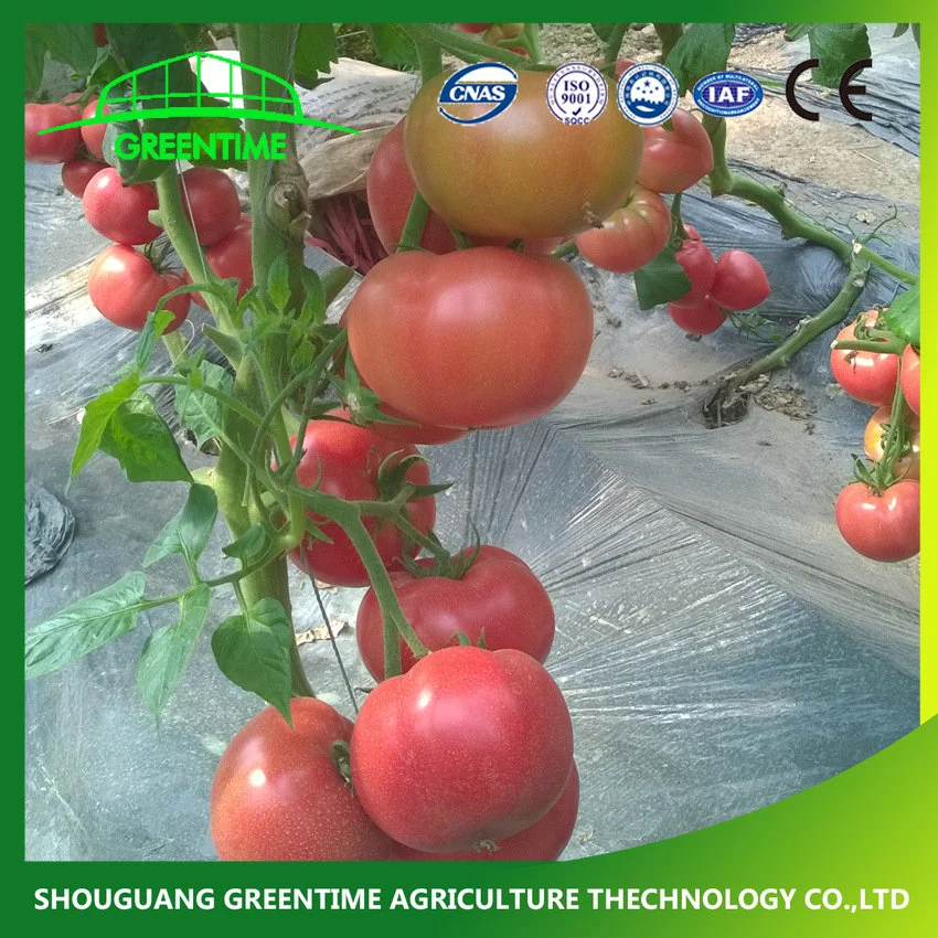 High quality/High cost performance  Cheap Price Greenhouse Growing Tomatoes Seeds for 4 Seasons