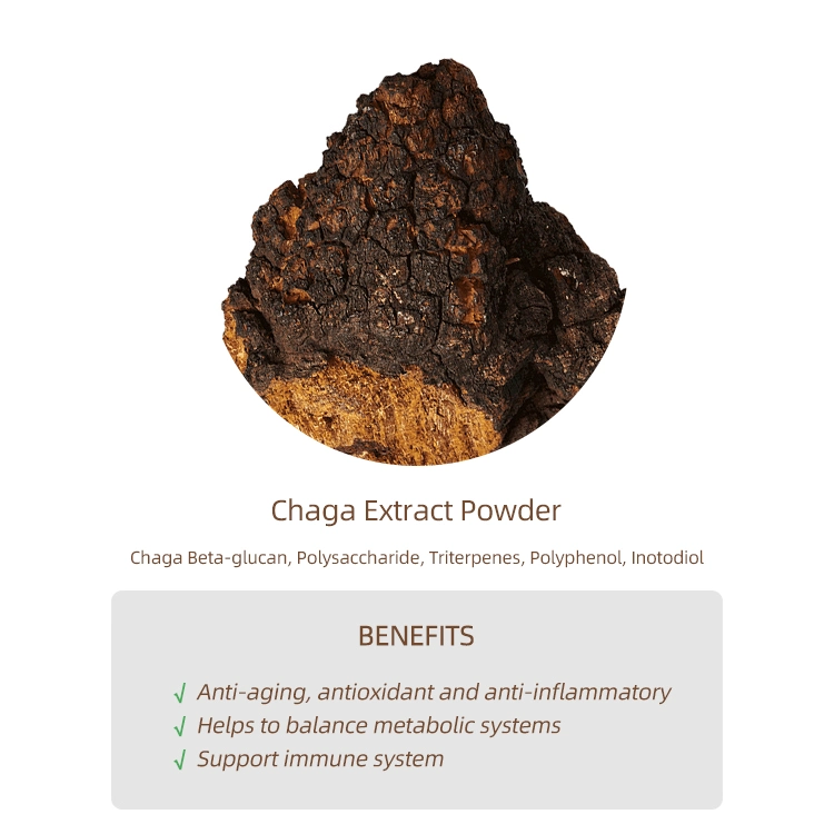 Organic Chaga Mushroom Extract Reishi Cordyceps Militaris Lion's Mane Mushroom Extract Blends Water Soluble