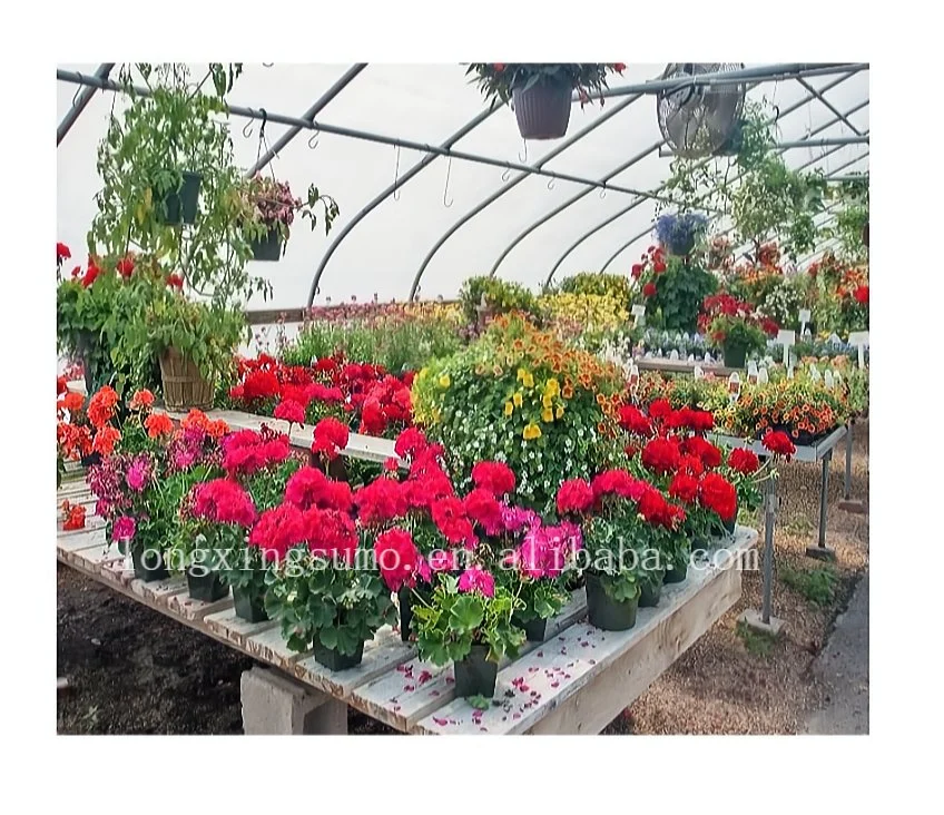 Agricultural Plastic Film Greenhouses Prices From China