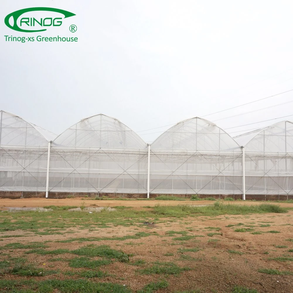 Industrial poly tunnel greenhouse for tomato