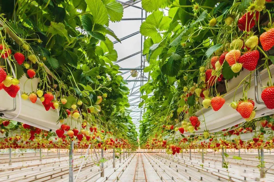 Serre de verre avec système de culture hydroponique pour légumes/ fleurs/ tomates/ Ferme/jardin/Agriculture