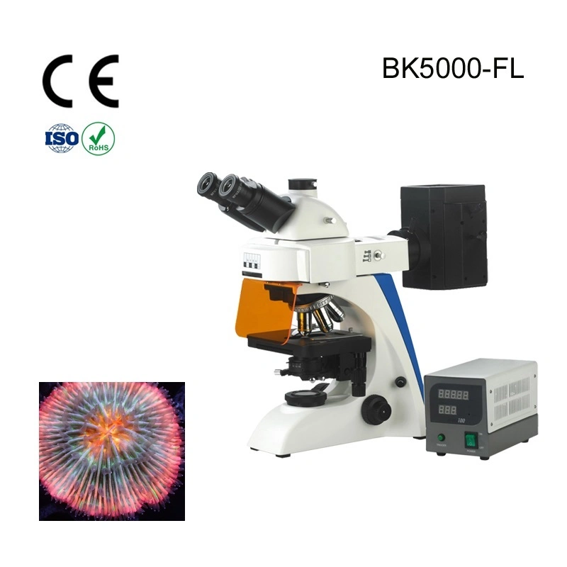 Alltion Microscope Multi-Viewing Educational Teaching Fluorscent Microscope for Low Price