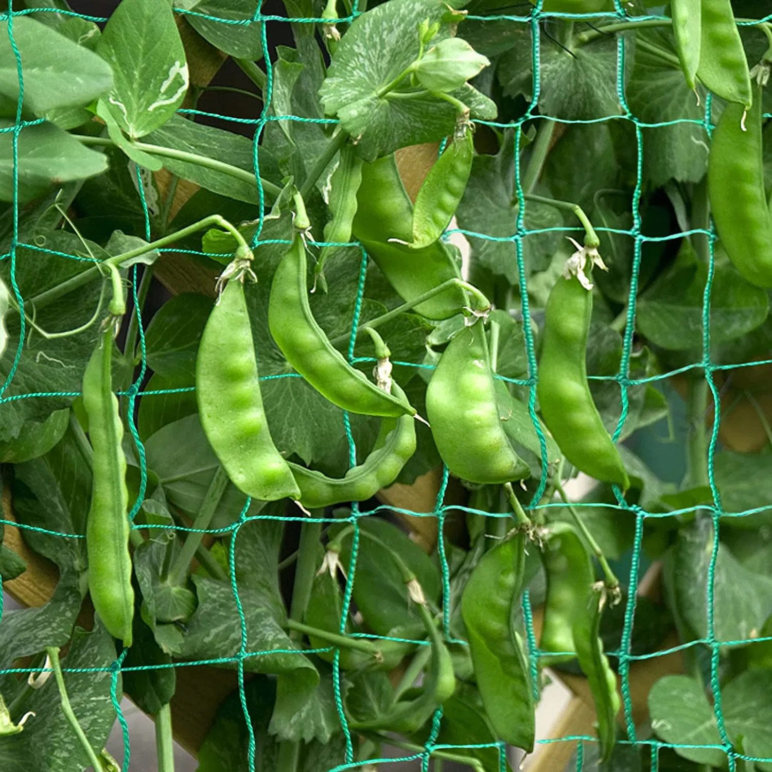 Jardim Netting 6 Pack Blueberry tomate planta fruta Pest Protection Saco com cordão 3 tamanhos para redes de insectos para árvores de fruto de pássaros Legumes Anti-aves Nets