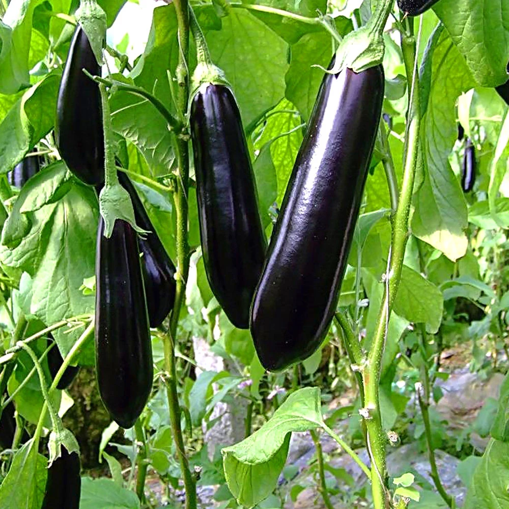 Agricultura invernadero de vidrio para las Flores de Verduras Frutas plantas de vivero/huevo/pollo de pollo/leche/carne Cría/cría de ganado