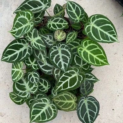 Anthurium Crystallinum Linden & Andr&eacute; Indoor Plants