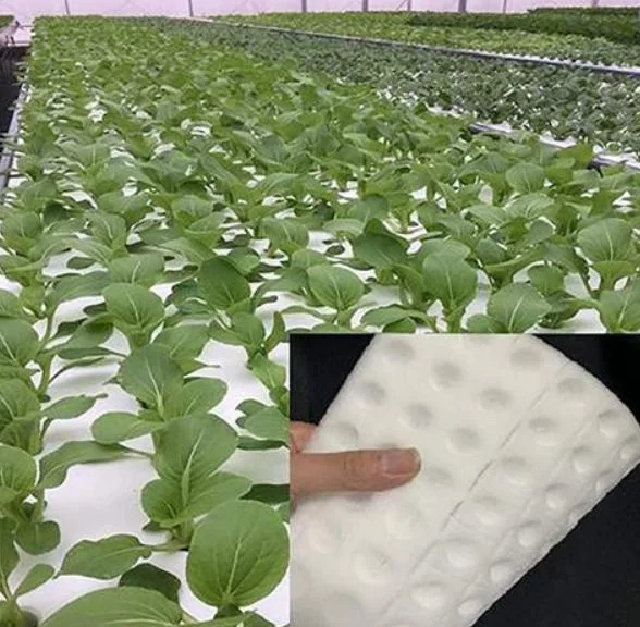 Ventas calientes Negro Blanco Color Hydroponic Verduras espuma de Seedling